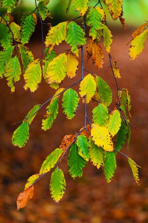 Autumn Beech Leaves Branch Brown Color Colorful
