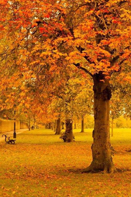 Autumn Fall Foliage Golden Leaf Leaves Nature