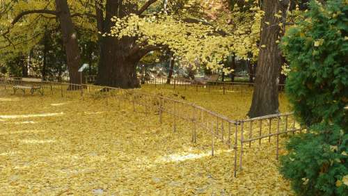 Autumn Nature Leaves Arboretum