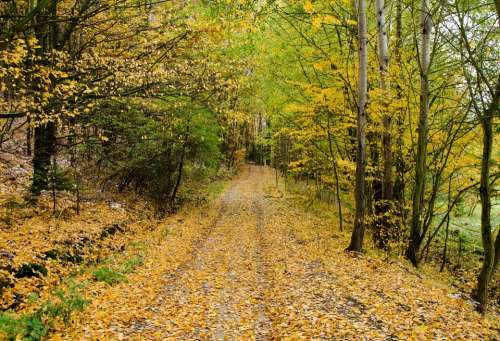 Autumn Road Forest Path Walking Nature Seasons