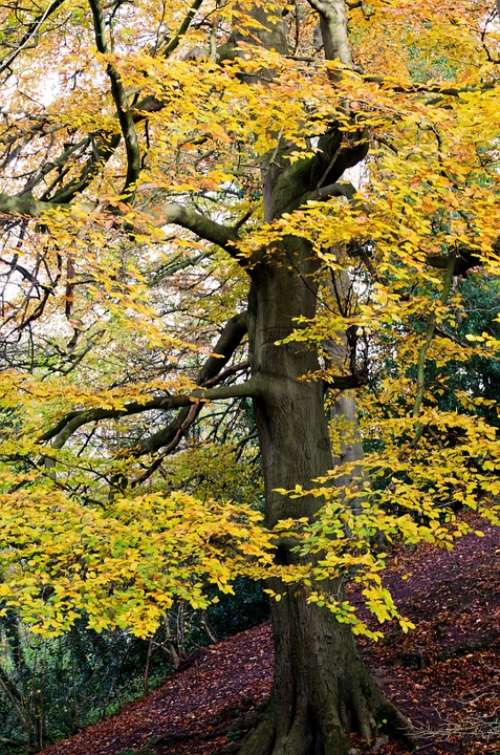 Autumn Season Leaves Tree Color Background