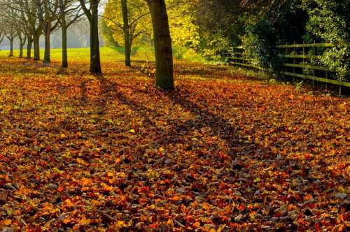 Autumn Season Leaves Color Background Collage