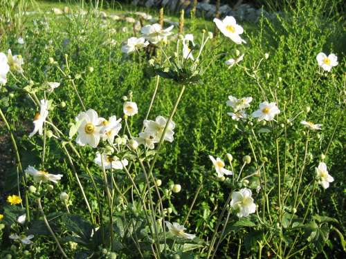 Autumn Anemones Flowers Nature Plant Landscape