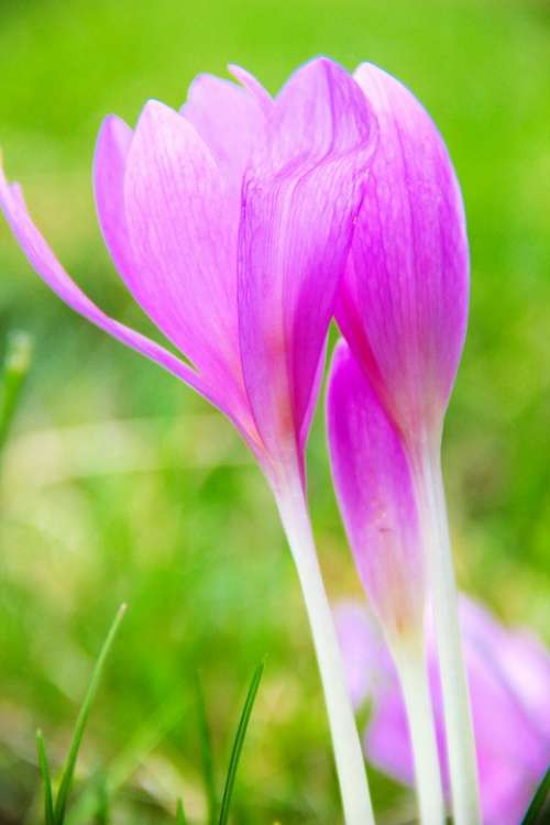 Autumn Crocus Flower Nature Autumn