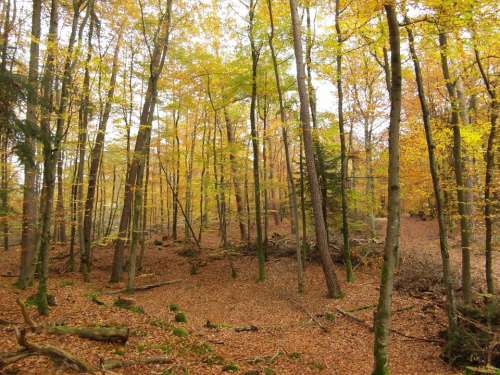 Autumn Forest Trees Emerge Autumn Forest Colorful