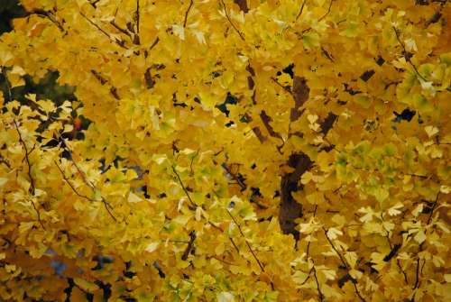 Autumn Gold Fall Foliage Golden Autumn