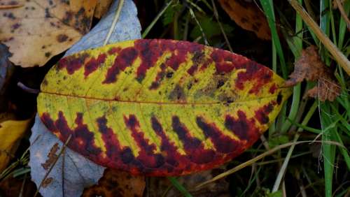 Autumn Leaf Colorful Dropped On The Ground