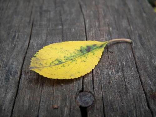 Autumn Leaf Sheet Autumn Yellow Listopad Leaves