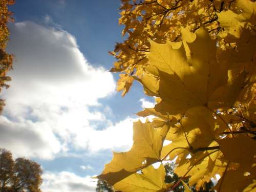 Autumn Leaves Tree Cloud Solar Autumn