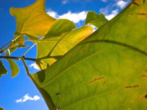 Autumn Leaves Blue Sky Yellow Cloud B