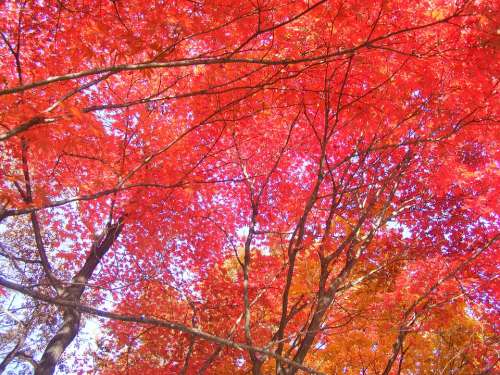 Autumn Leaves Red Maple Leaf Autumn