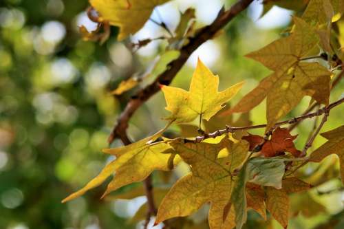 Autumn Leaves Branch Leaves Foliage Yellow Bright
