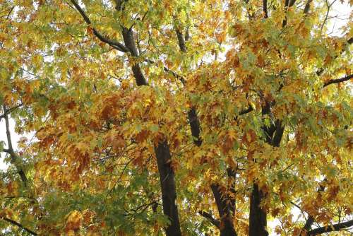 Autumn Mood Tree Autumn Leaves Autumn Light
