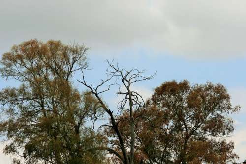 Autumn Starting Trees Eucalyptus Foliage Autumn