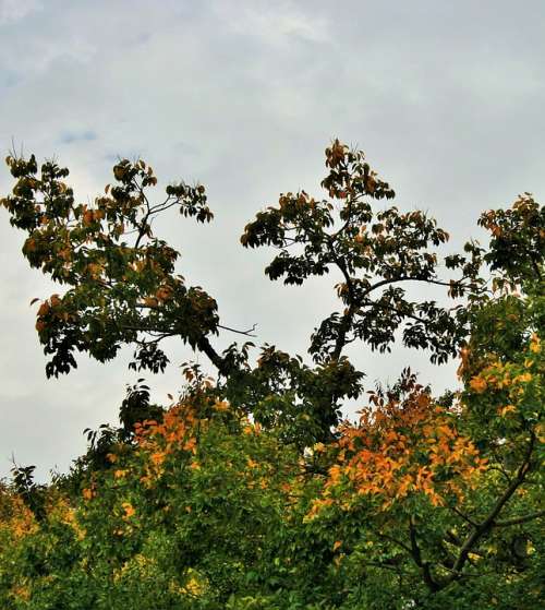 Autumn Tree Tree Autumn Leaves Yellowing Changing