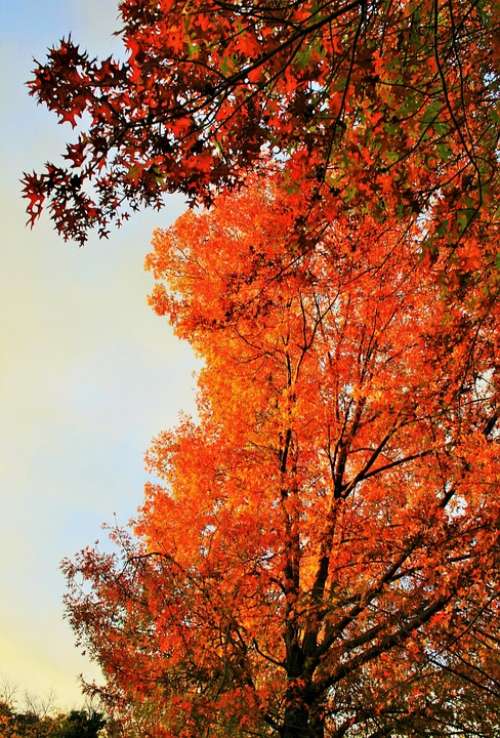 Autumn Tree Tree Orange Golden Light Autumn