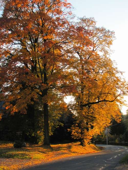 Autumn Walk Golden Autumn Colorful Leaves Trees