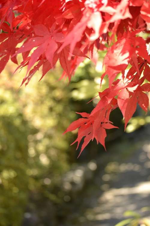 Autumnal Leaves Maple Agano