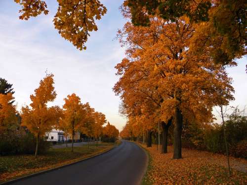 Avenue Autumn Landscape Trees Road Fall Foliage