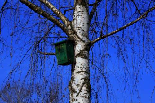 Aviary Tree Birch Bird Feeder Sky Blue Azur