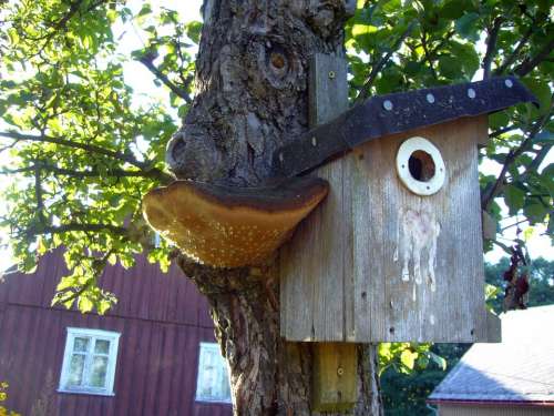 Aviary Bird Mushroom Tree Fungus