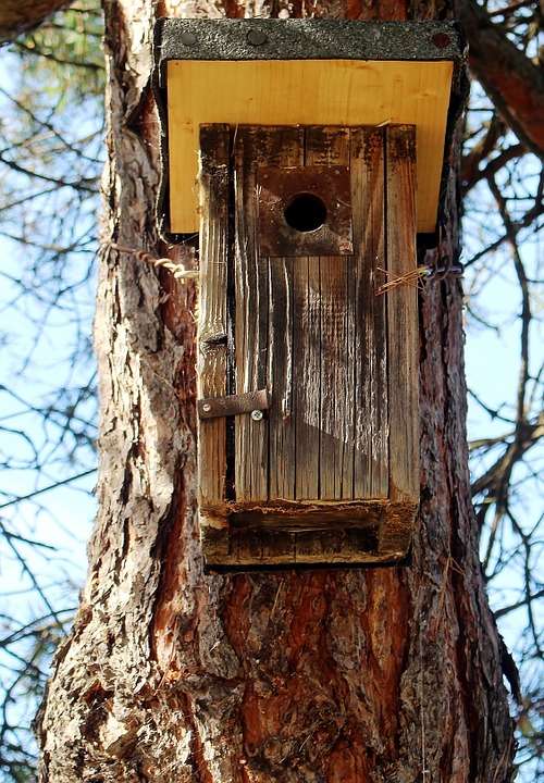 Aviary Nesting Box Einflugloch Animal Welfare Tree