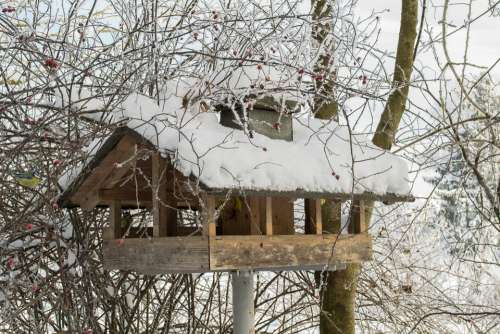 Aviary Bird Birds Snow Winter Aesthetic White