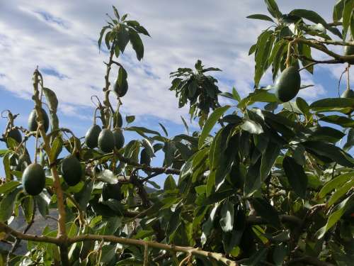 Avocado Tree Plant Laurel Greenhouse Green