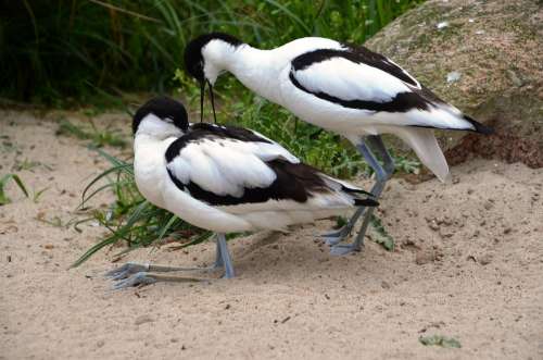 Avocet Bird Water Bird Recurvirostra Avosetta