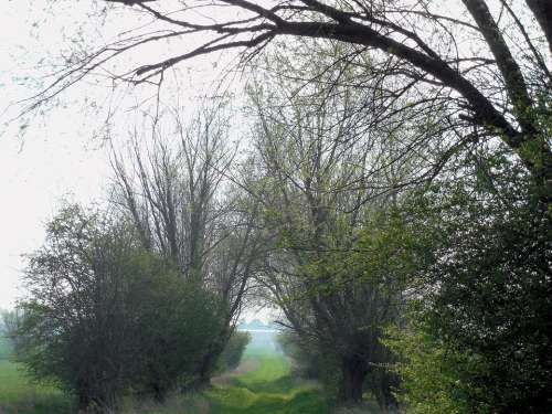 Away Bush Tree Meadow Landscape Idyll Green