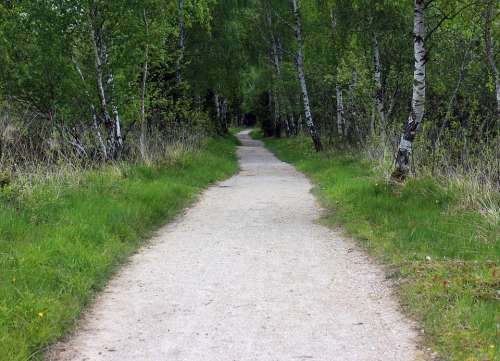 Away Forest Path Trail Birch Avenue