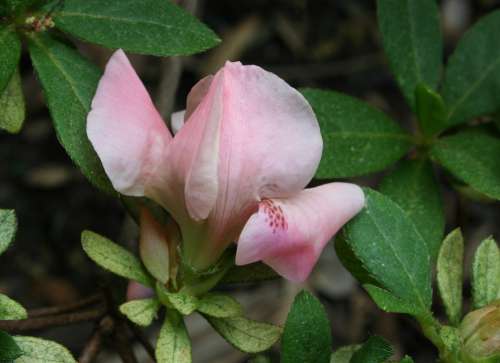 Azalea Blossom Bud Pink Spring Flower