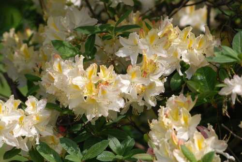 Azalea Flowering Shrubs Blossom Floral Vibrant