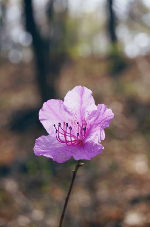 Azalea Spring Flowers Flowers Pink Flower Nature