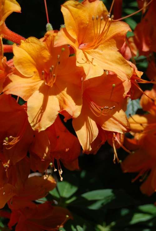 Azalea Orange Flower Floral Rhododendron Close-Up