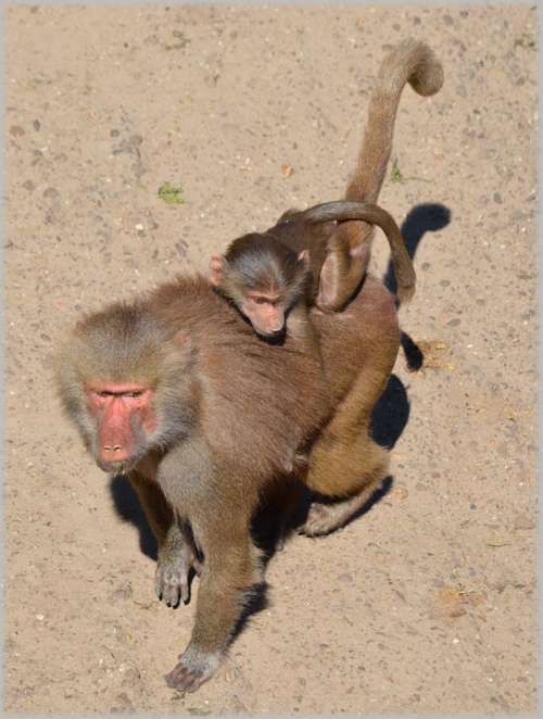 Baboon Baboons Zoo Series Monkey Monkeys Holland
