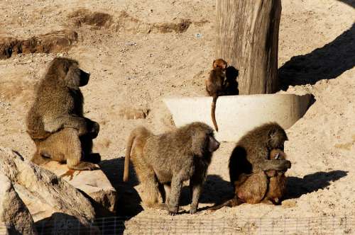 Baboon Young Animals Family Sand Rock Enclosure