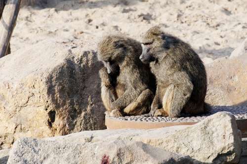 Baboon Couple Sitting Sand Stones Enclosure