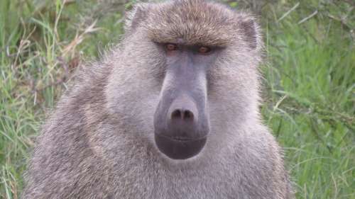 Baboon Kenya Africa