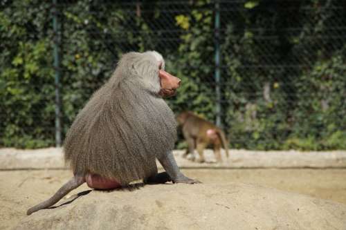 Baboon Monkey Old Grey Back Sit Watch Boss Zoo