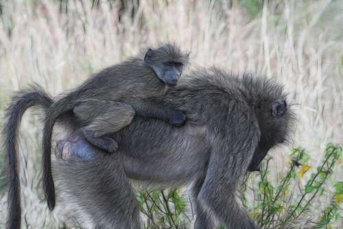 Baboons Baby Baboon Africa Monkey Ape Wild Safari