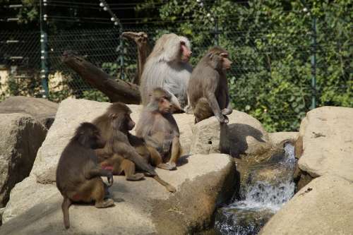 Baboons Family Ape Zoo Rock Äffchen Young Animals
