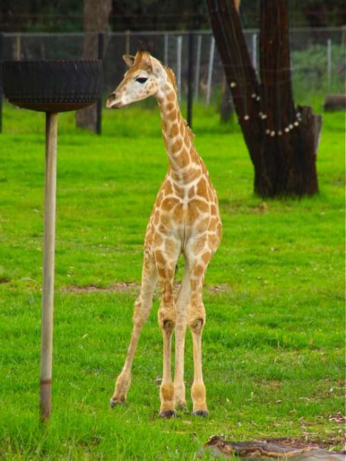 Baby Giraffe Animal Africa Cute African Wildlife