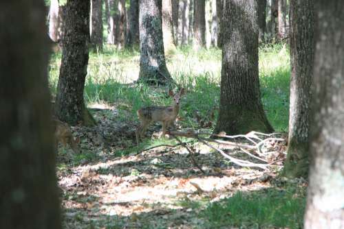 Baby Deer Forest Trees Wild Woods Animals