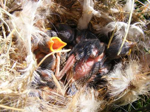 Baby Bird Feathers Little Nest Birds