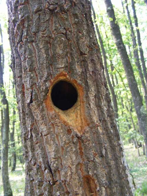 Baby Nest Whimpering Woodpeckers Animals Nature