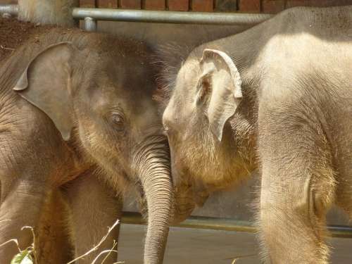 Baby Elephant Animals Sri Lanka Elephant