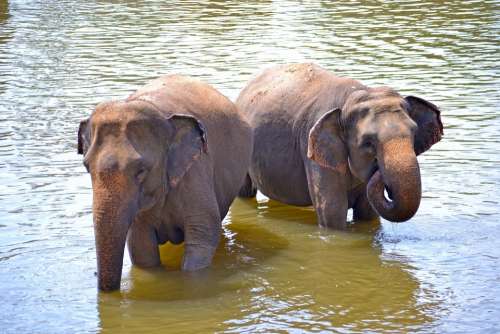 Baby Elephants Elephants Bath Sun Bath River Bath