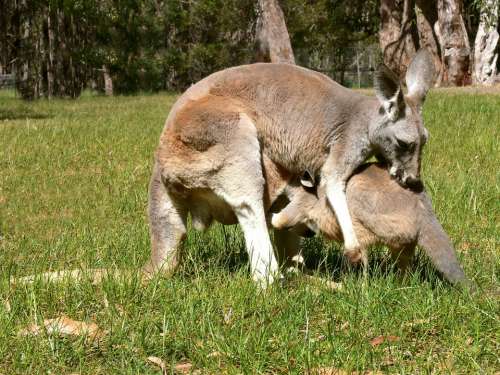 Baby Kangaroo Kangaroo Joey Baby Marsupial Pouch