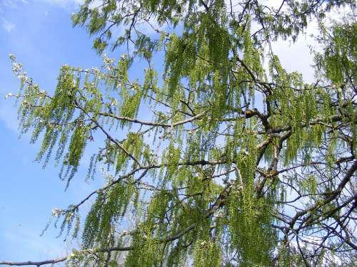 Babylonica Buds Green Salix Sepulcralis Spring